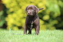 Szczeniak Labrador czekoladowy