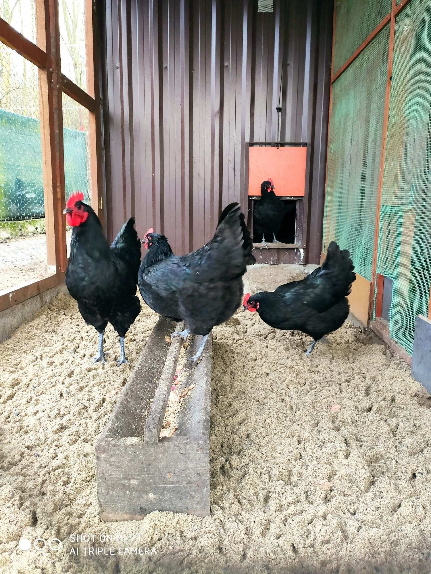 Jajka Lęgowe Australorp wolne terminy