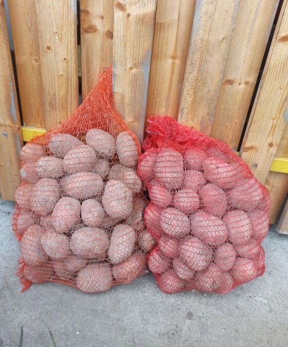 Ziemniaki jadalne Bellaroza