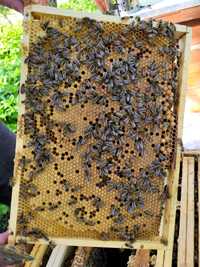 Rodziny pszczele przezimowane buckfast krainka