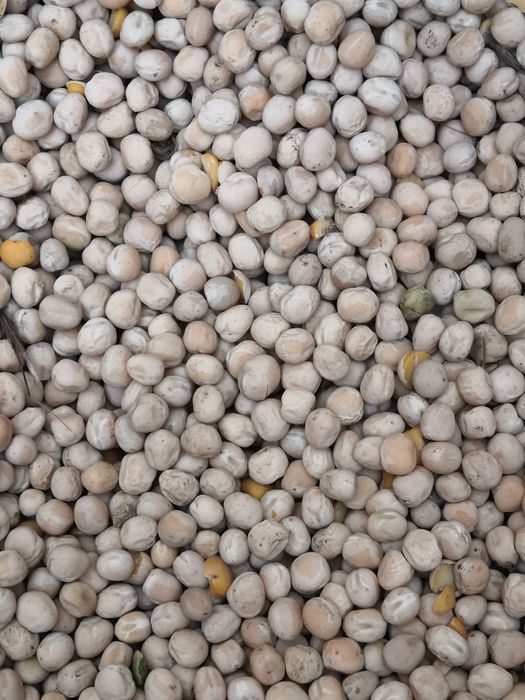 Groch siewny, odmiany Tytus i Batuta 2025