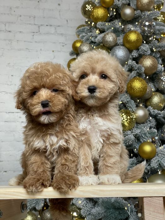 Цуценятка мальтіпу під ялинку