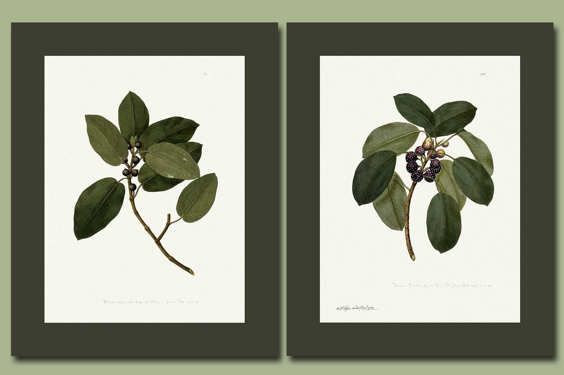 Botaniczne printy 40x50 + 40x50 cm