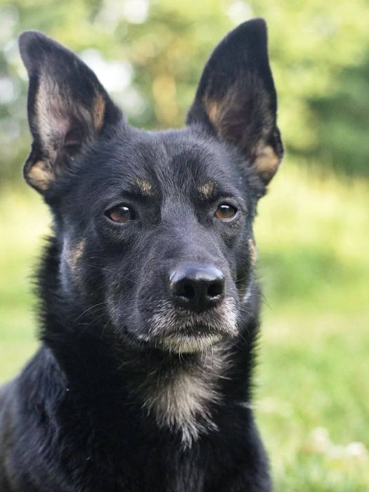 Luis poleca się do adopcji
