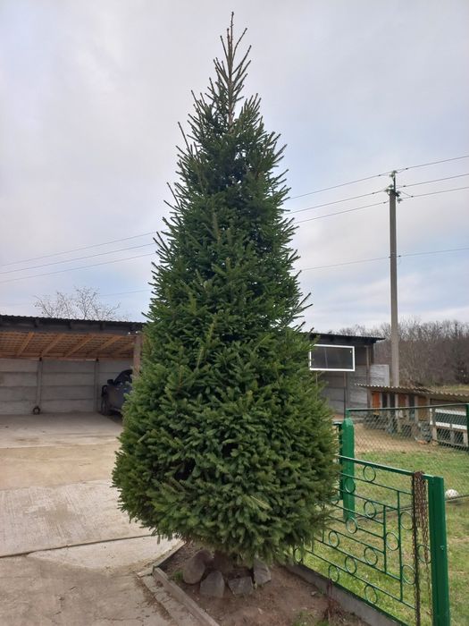 Продам живу ялинку