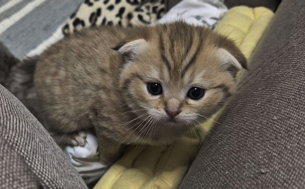 Котята шотландские вислоухие и прямоухие, девочки и мальчик