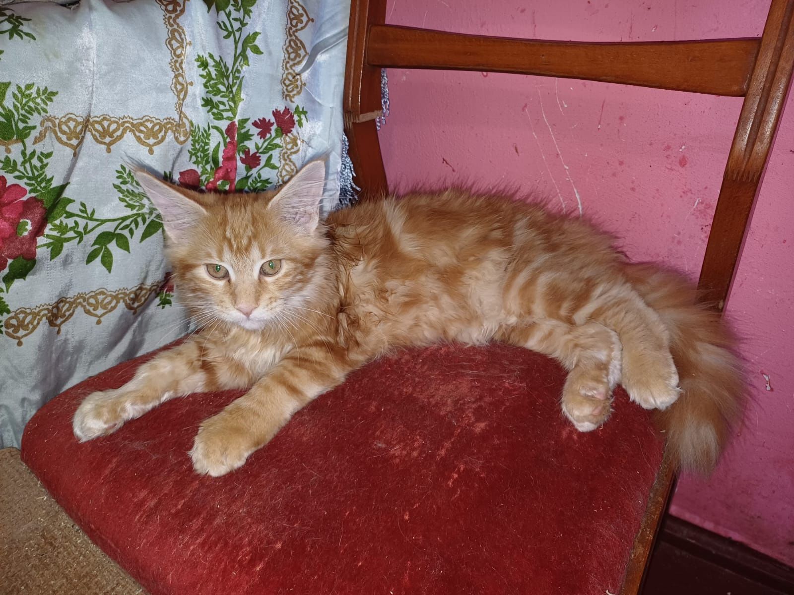 Котята Мейн Куны