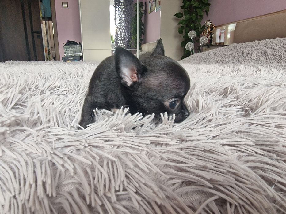 Chihuahua Krótkowłosa. Sunia, meega maleńka dla miłośników tej rasy.