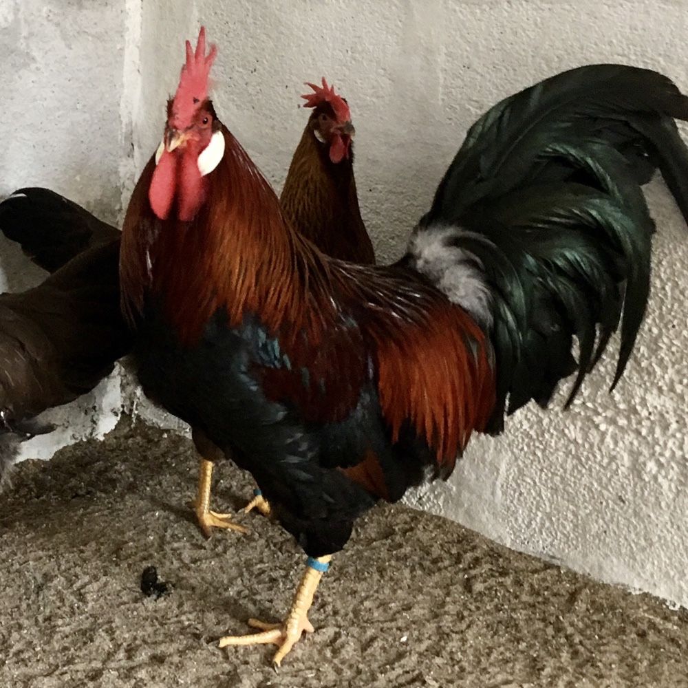 Galinhas legorne