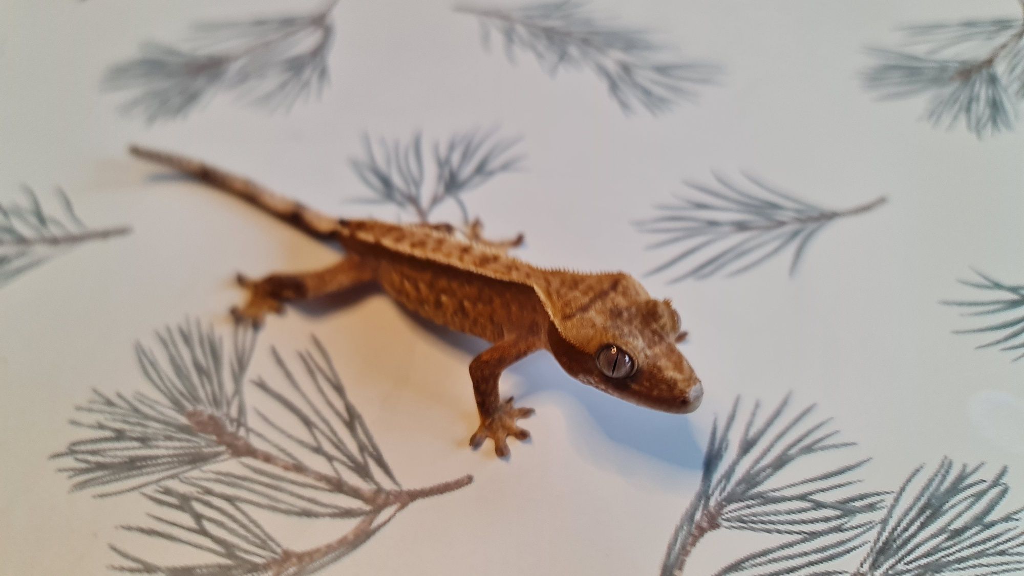 Gekon orzęsiony - Crested Gecko | Flame