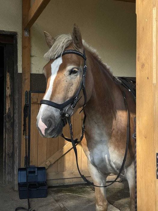 Haflinger Wałach 7letni