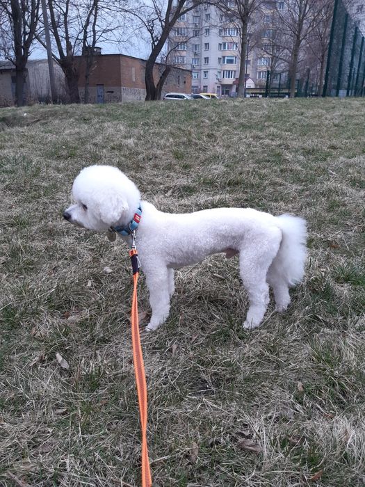 Бішон фрізе в'язка