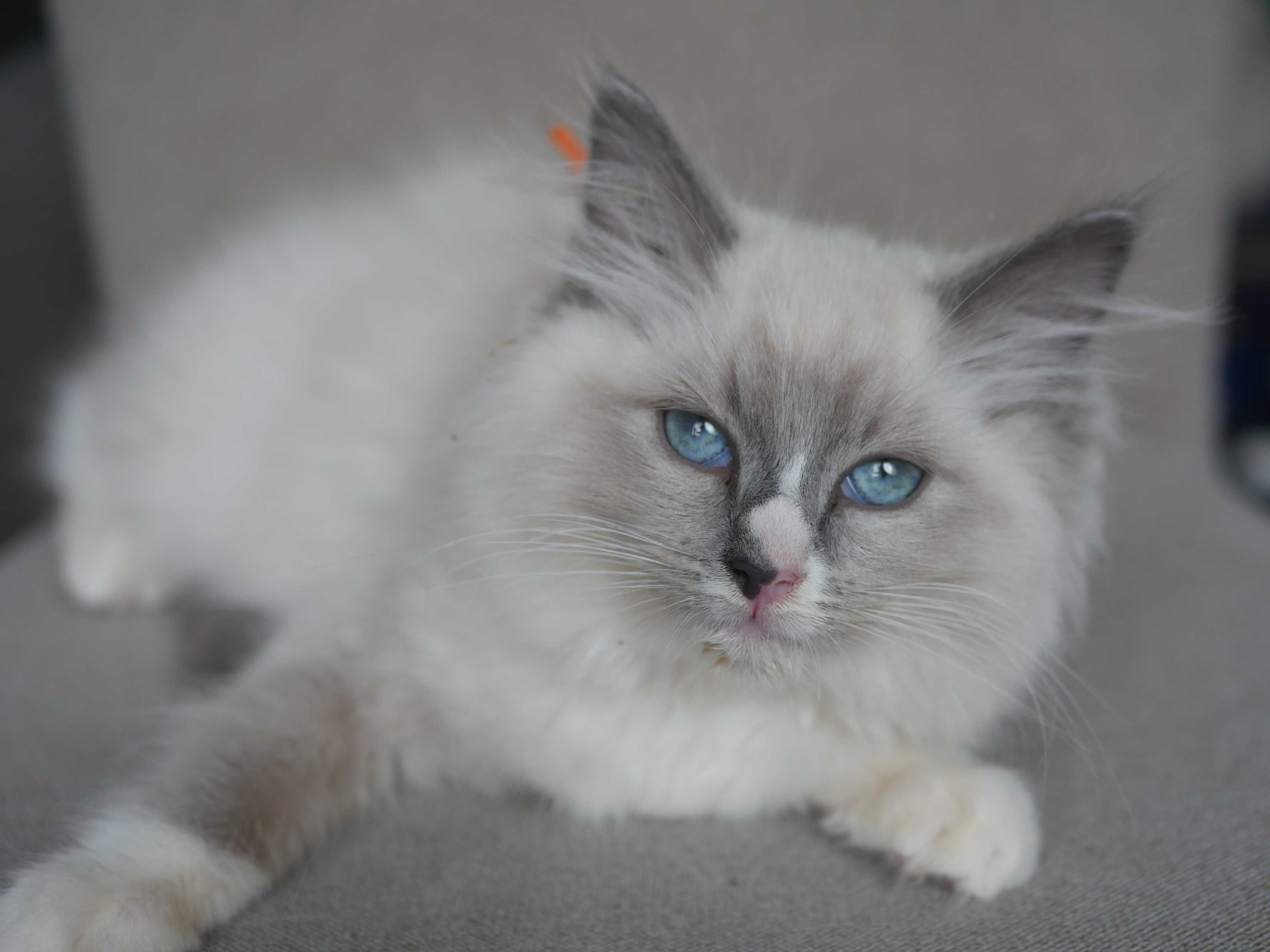 Ragdoll kocurek, rasowy , rodowodowy FPL FIFE