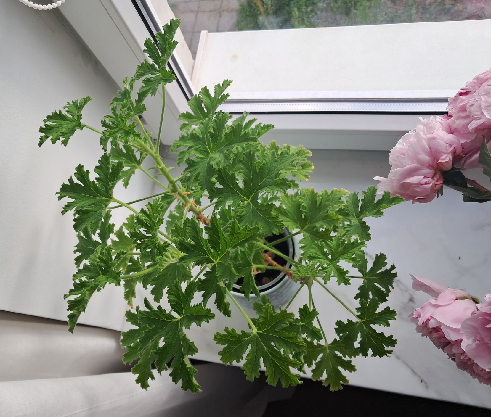 Geranium/pelargonia pachnąca