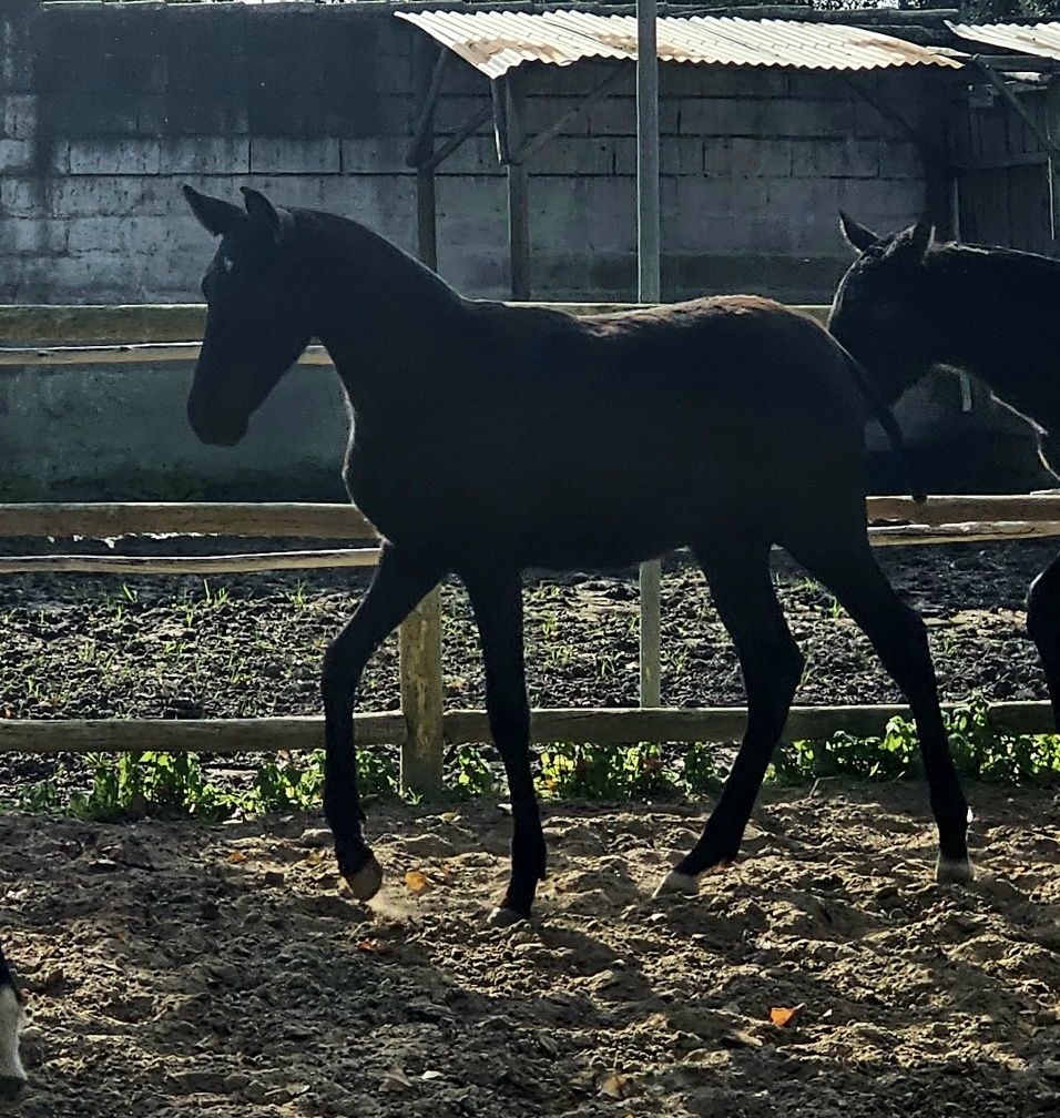 Poldros lusitanos