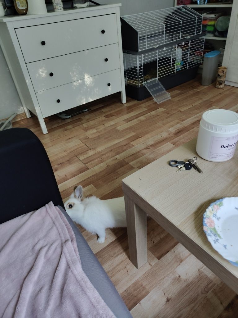 Królik miniaturka