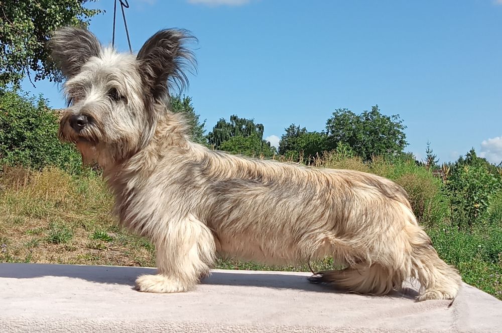 Малюки породи Скай тер'єр.