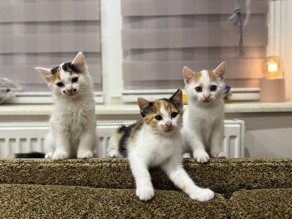 Кошенята шукають дім