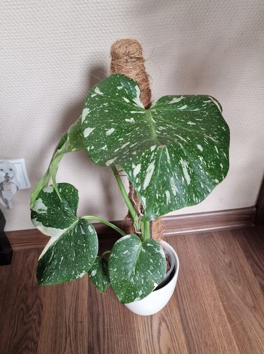 Monstera Constellation Thai Variegata