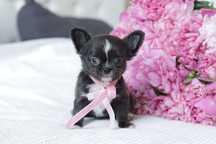 Dziewczynka chihuahua FCI