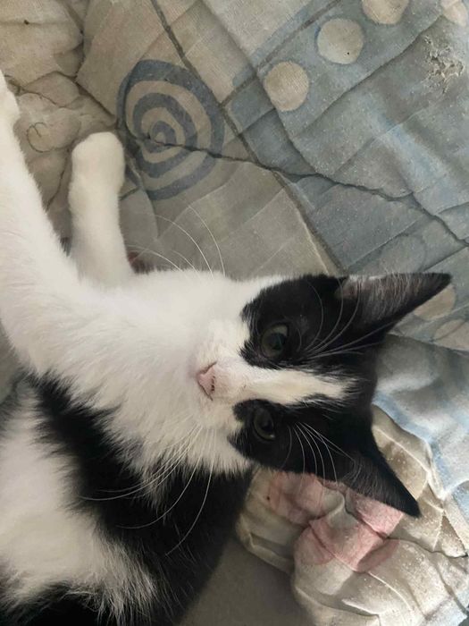 Oddam kotki w dobre ręce.