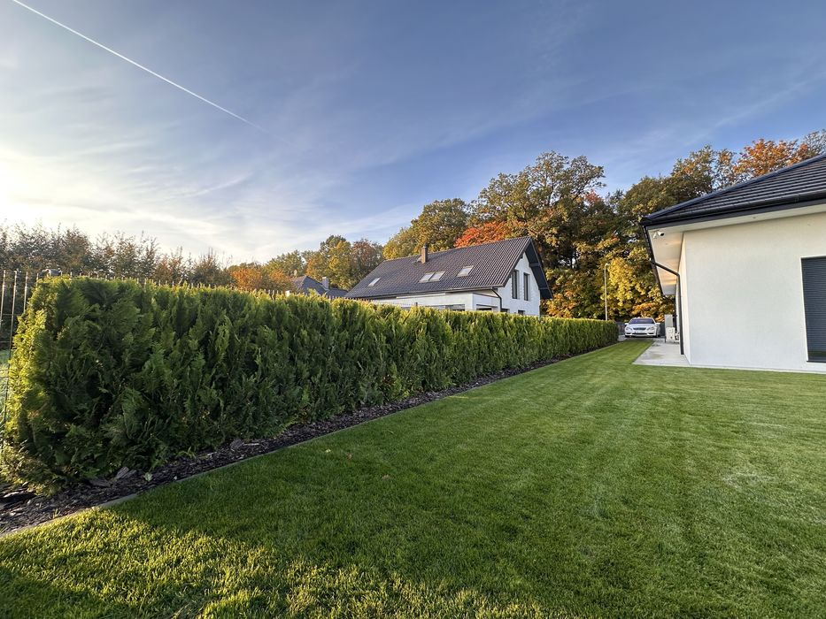 Cyprys Lawsona Cyprysik 34.szt 160cm żywopłot