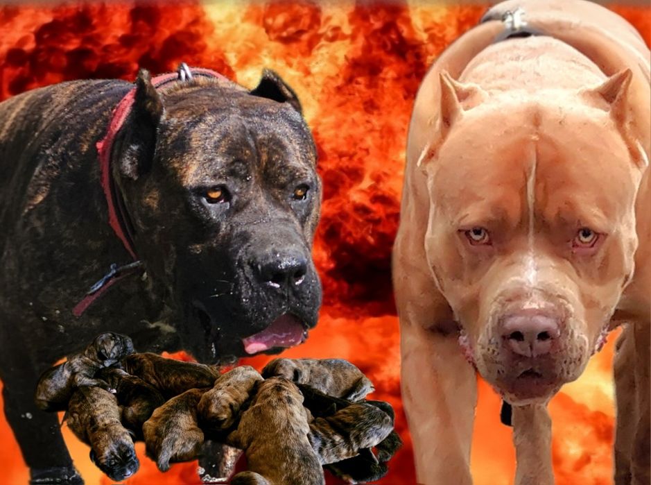 American Bandog - pitbull mastif mastino