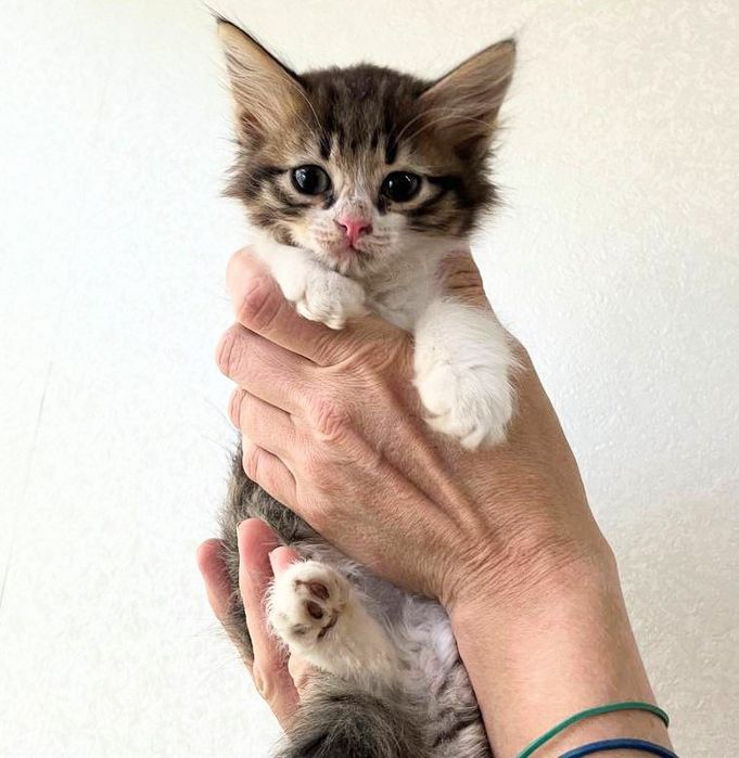 Вінні і Пух кошенята хлопчики 2 міс