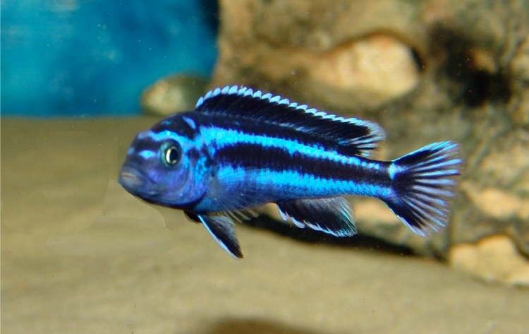 Меланохромис Майнгано Melanochromis Maingano Цихліди Малаві