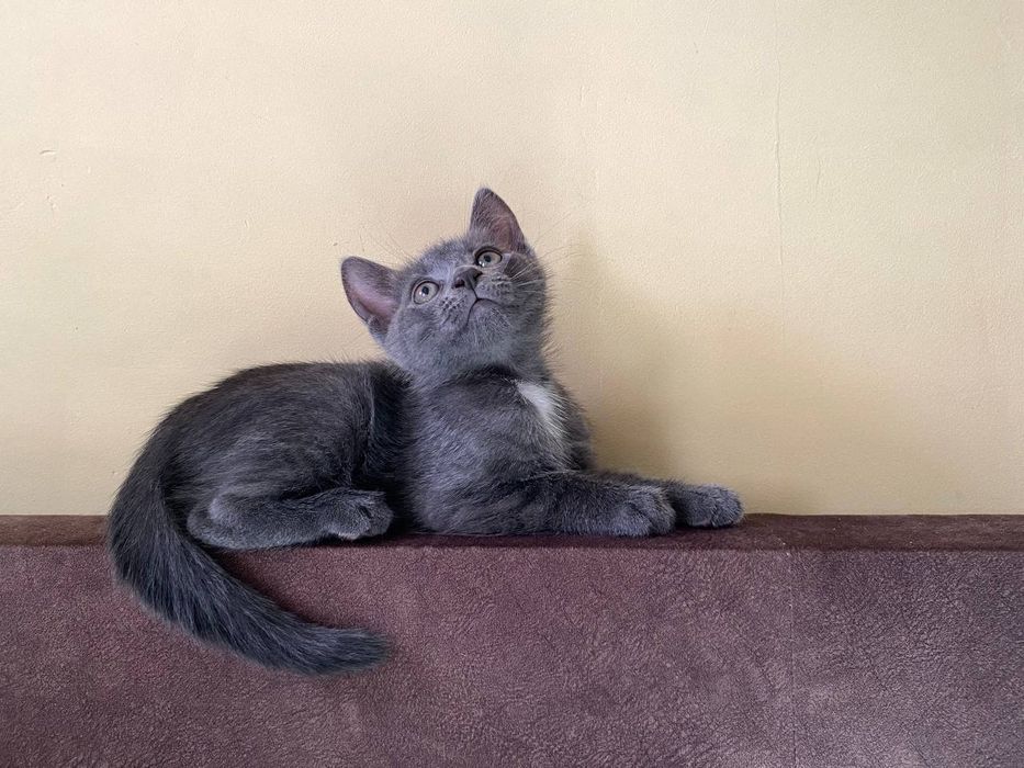 Котенок (котик) бесплатно в добрые руки