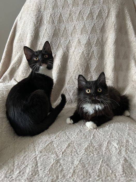 Cudowne kociaki - dwa kocurki / szukają kochającego domu!