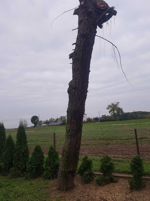 Drzewo modrzew pień