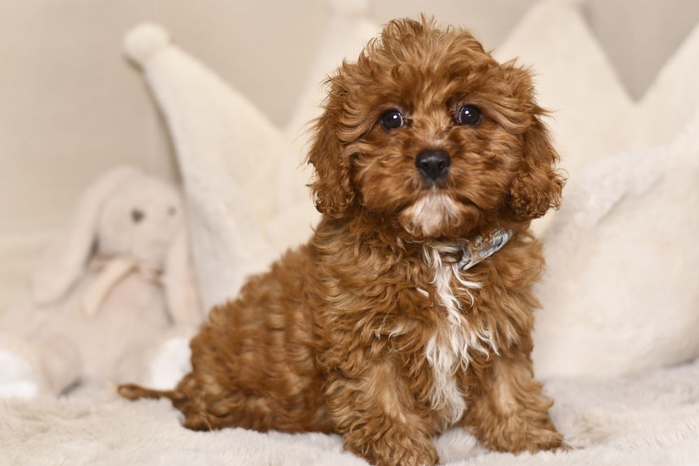 Cavapoo F1 RED BROWN wyjątkowy chłopiec gotowy do odbioru