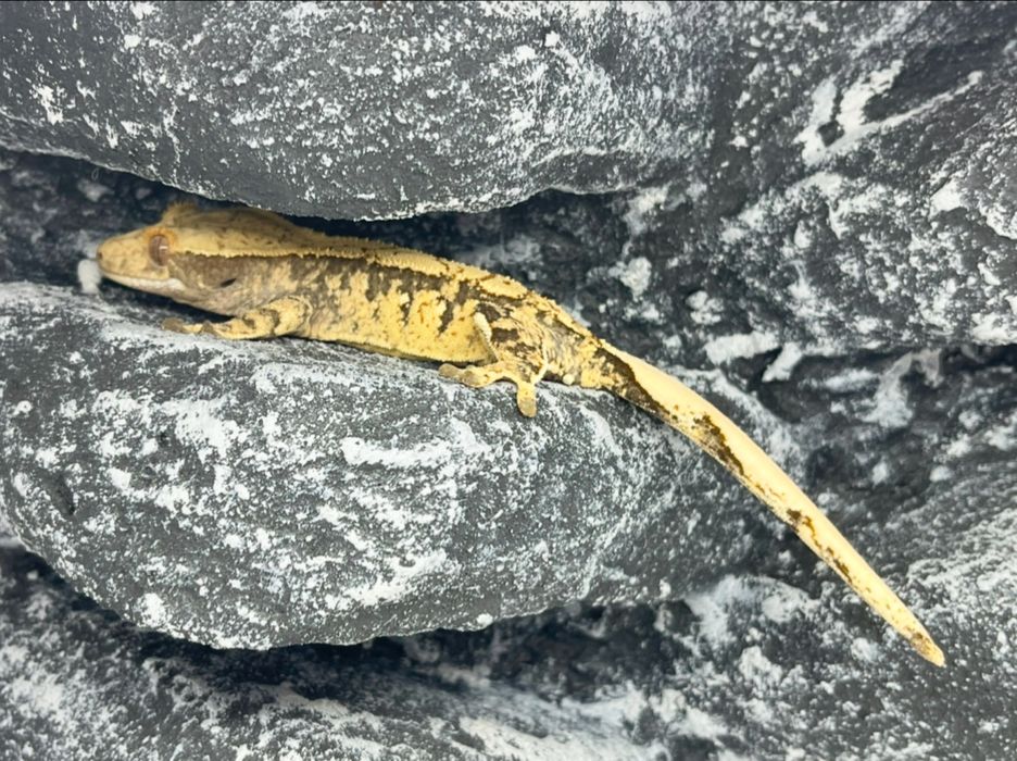 Gekon orzęsiony gekony orzęsione Toruń