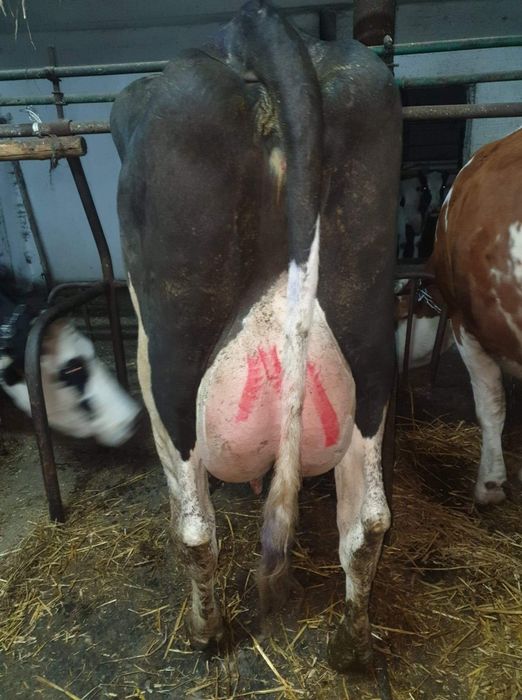 Dostawa Krowy pierwiastki i Jałowice hodowlane z Niemiec