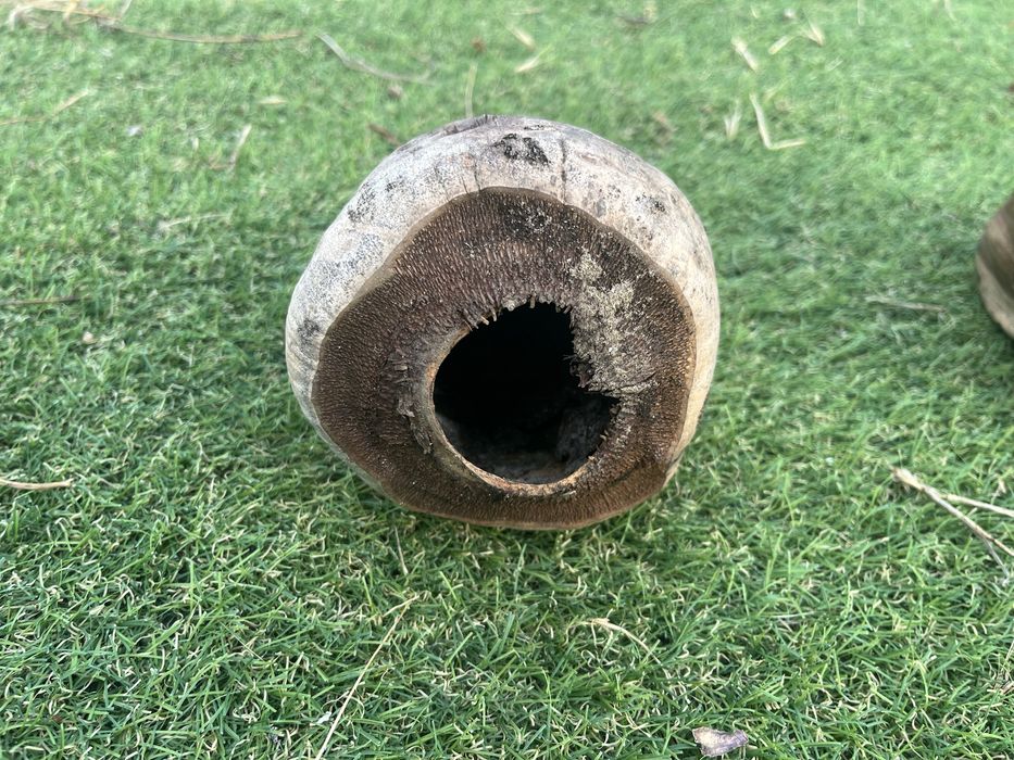 Cascas de coco para aquario ou terrario