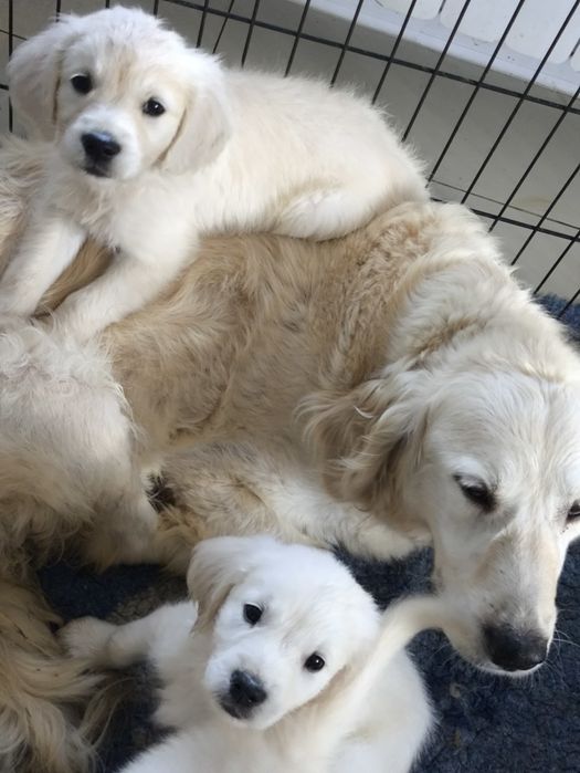 Golden retriever FCI ZKwP piesek