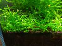 Roślina do akwarium trawa helanthium tenellum