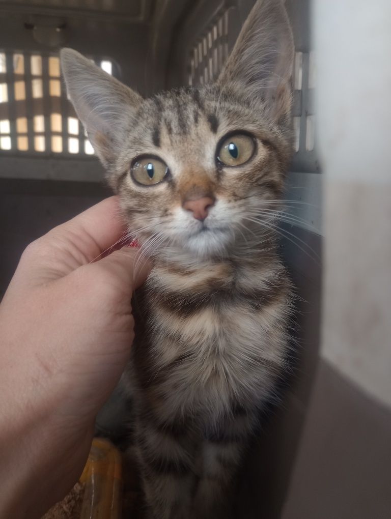 Котик Шпротик 2 месяца+бесплатная кастрация