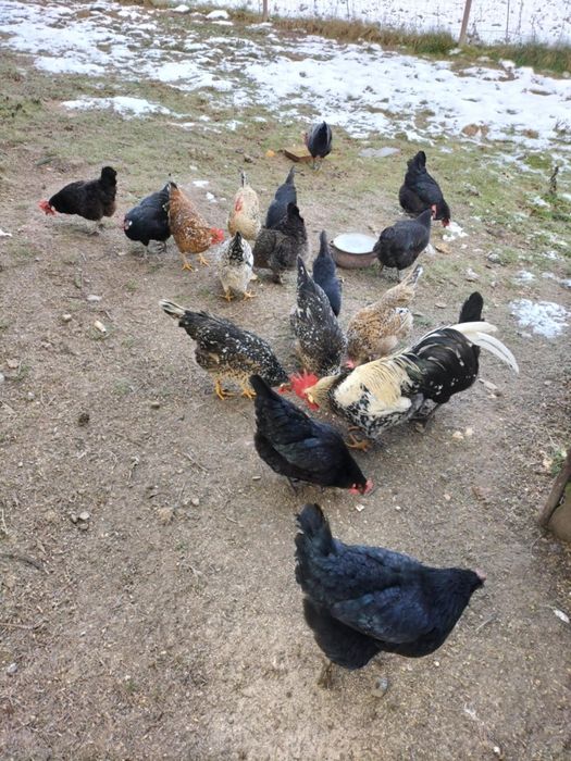 Sprzedam jajka lęgowe