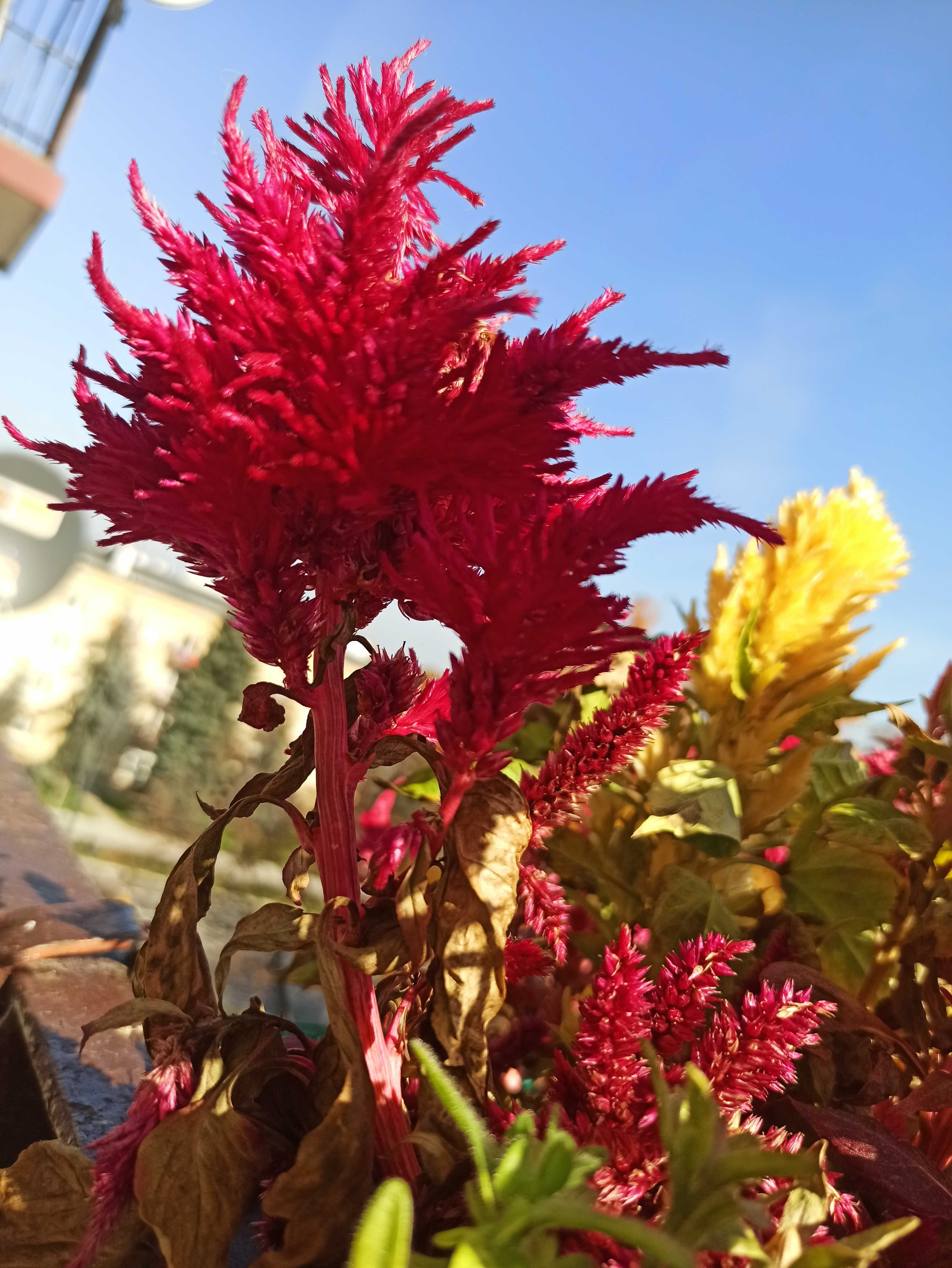 Nasiona gazanii wielkokwiatowej kolorowe na balkon taras ogród kwiaty