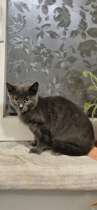Отдам в добрые руки котят Одесса