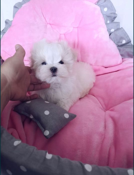 Maltańczyk chłopiec miniaturka waga do 1,8kg