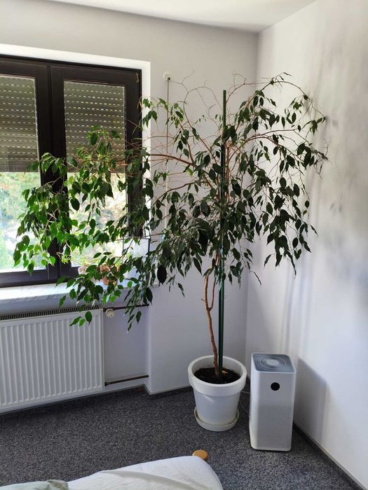 Kwiat doniczkowy - Fikus benjamin 200cm z donicą