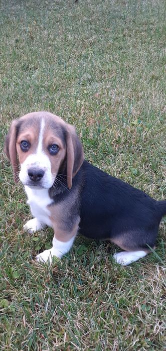 Beagle- śliczny piesek