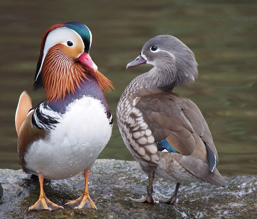 Patos ornamentais