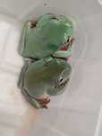 Rzekotka australijska Litoria caeruela