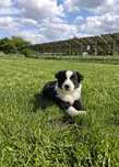 Border Collie szczeniak