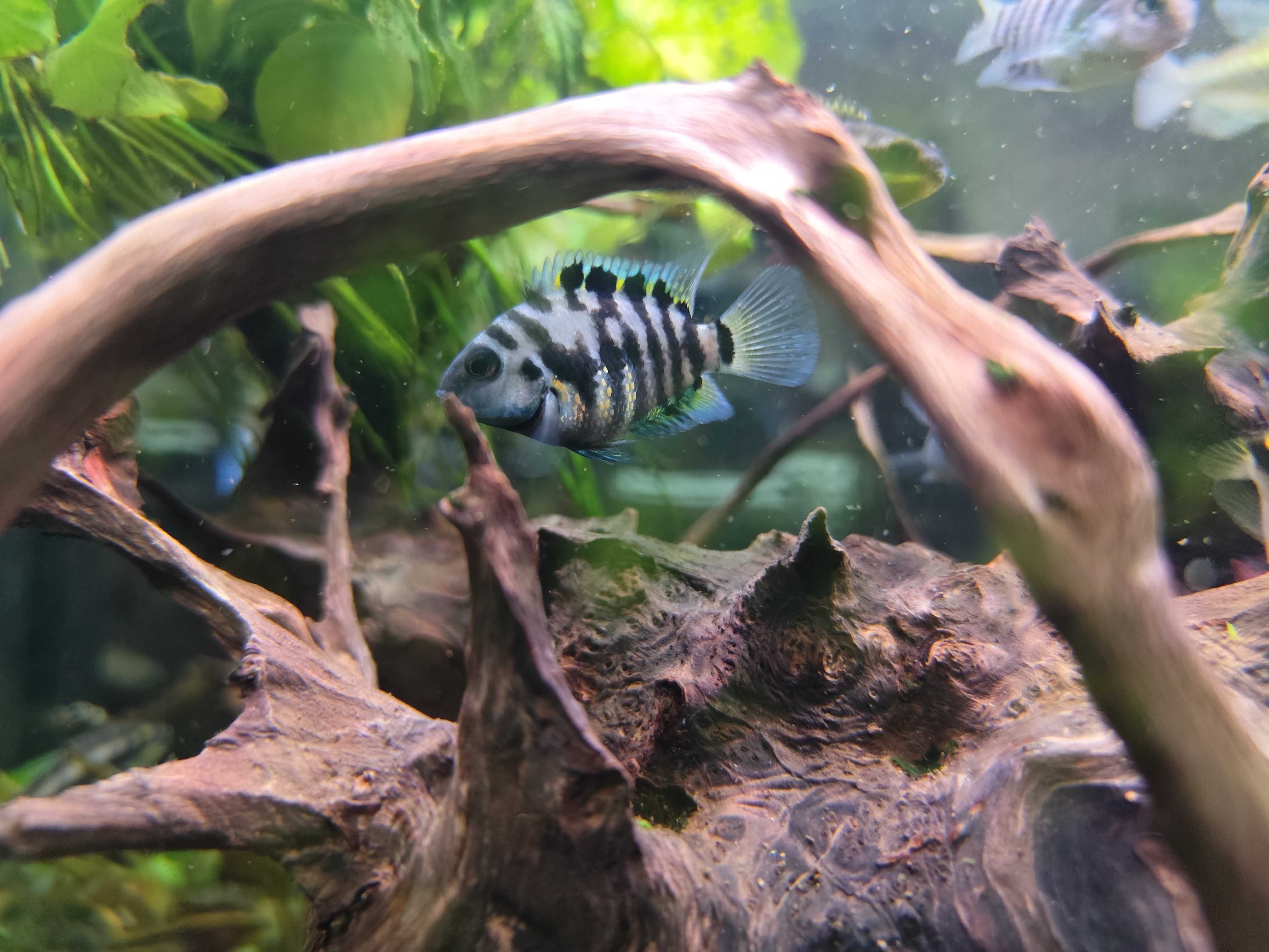Urgente Aquariofilia, aquário, plantas e peixes