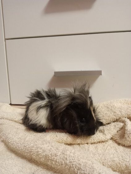 Świnki morskie mlode